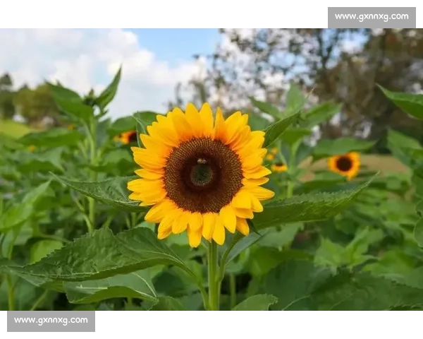 东京与向日葵的对照诗篇:在城市霓虹与金色花海之间的视觉与情感漫游 东京与向日葵的对照诗篇:在城市霓虹与金色花海之间的视觉与情感漫游
